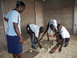 The Zimbabwe poultry project with it's first batch of chicks