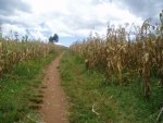 growing maize is one of our sustainable projects. the profit goes to help pay for the day to day running of the school